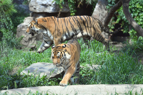 ◎ 七月廿九日,在吉林長春市動植物公園內,兩隻東北虎正在散步。當天,經歷多日降雨的長春終於迎來晴天,公園內的東北虎在陽光下散步。(中新社發 劉棟 攝)