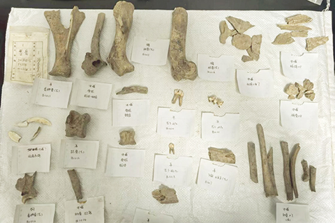 ◎ 琉璃河遺址城北平民墓M二二二六填土內出土的各類動物骨骼。(資料圖北京市考古研究院供圖)