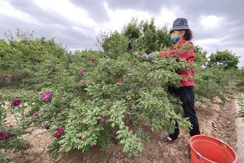 甘肅蘭州市永登縣,花農採摘苦水玫瑰花(資料圖)。(高展 攝)