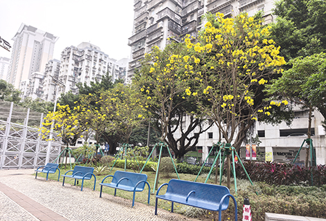 黑沙環公園的黃花風鈴木