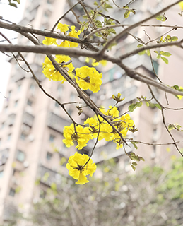 美麗的黃花風鈴木