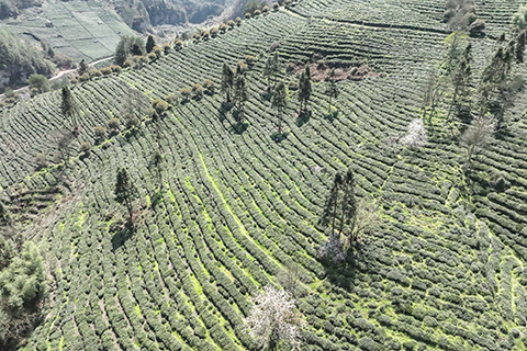 3月11日,航拍貴州省貴定縣雲霧鎮營上村雲霧茶場。(中新社記者 瞿宏倫 攝)