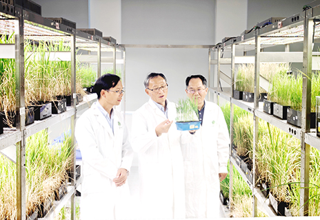 近日,湖南雜交水稻研究中心袁隆平雜交水稻創新團隊帶頭人鄧華鳳(中)和團隊成員在實驗室研究水稻。(中新社記者 唐小晴 攝)